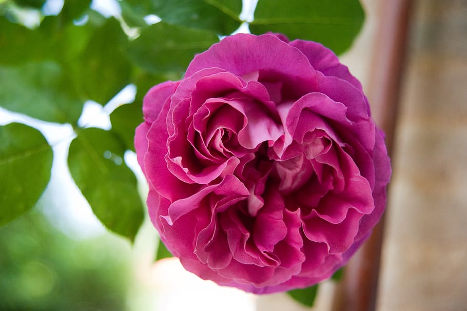 flower, roses, petals, flowering plant, beauty in nature, freshness HD wallpaper