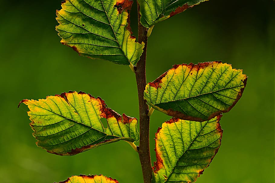 leaf, foliage, twig, vein, pattern, structure, bright, back light HD wallpaper