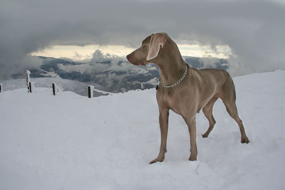 dog, snow, pointer, grey dog, mountain, weimaraner, domestic animals HD wallpaper