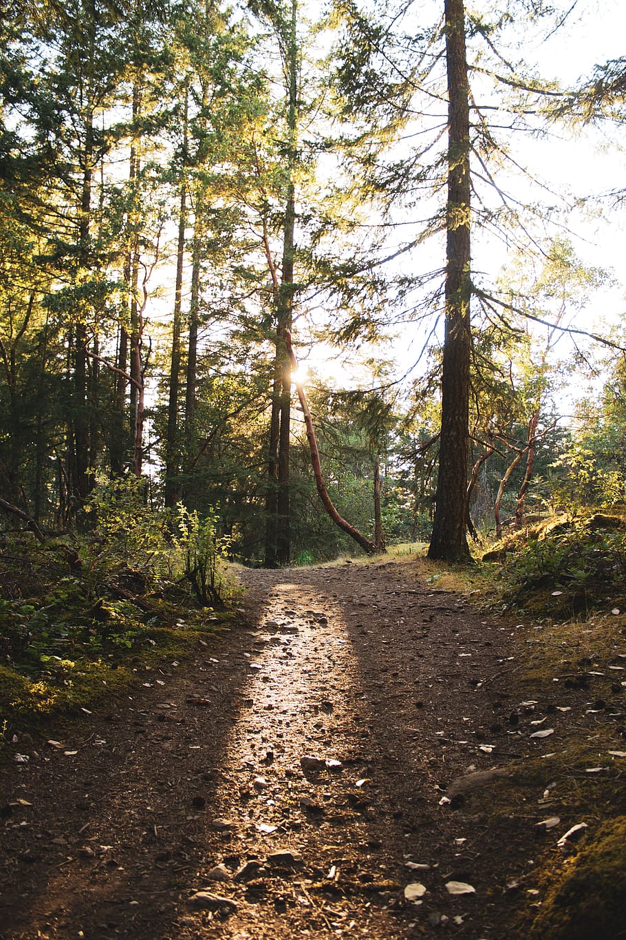 trees between dirt path during daytime, forest, plant, land, direction HD wallpaper