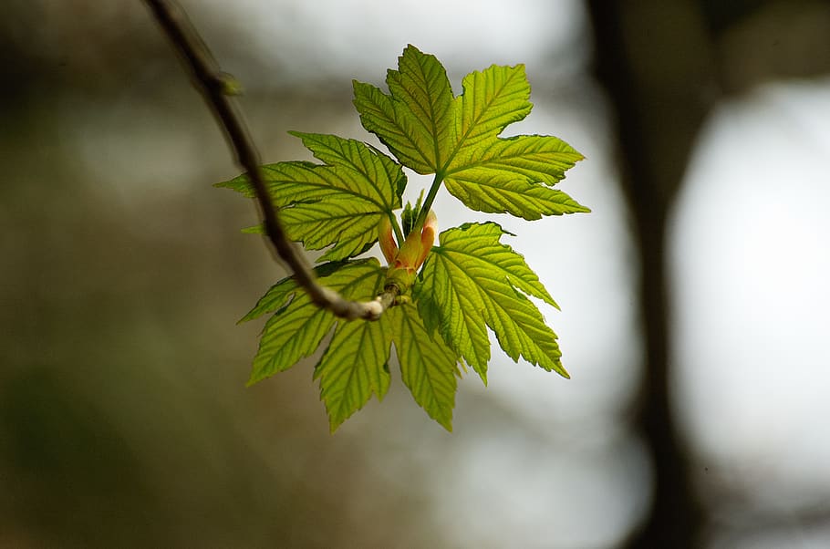 mountain maple, leaf, bud, spring, tree, sprout, leaves, plant part HD wallpaper