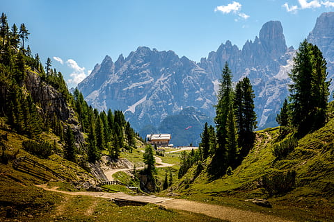 Brown Path Surrounded by Green Pine Trees, alpine, away, blue HD wallpaper