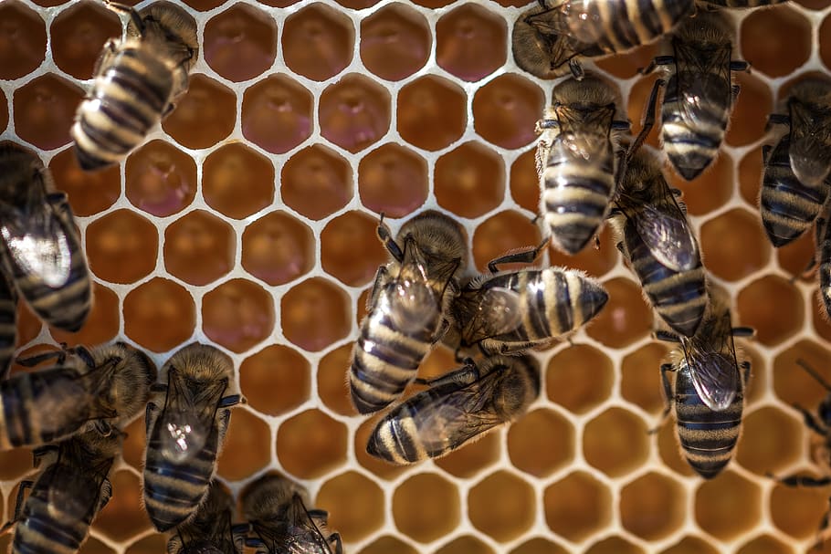 Bee and Beehive, animals, apiary, beekeeping, bees, beeswax, close-up, HD wallpaper