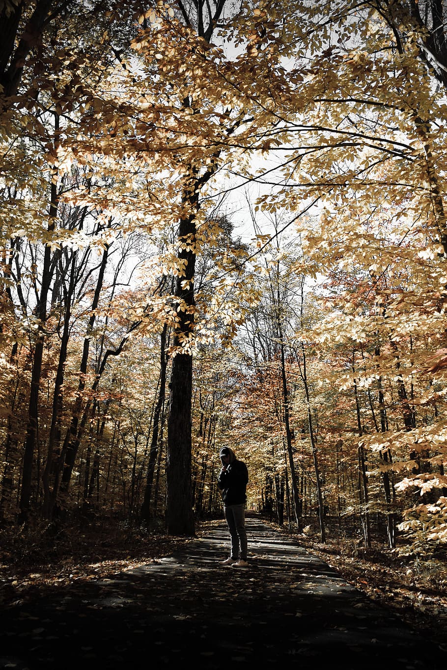 Man Standing in Forest, colors, daylight, environment, landscape HD wallpaper