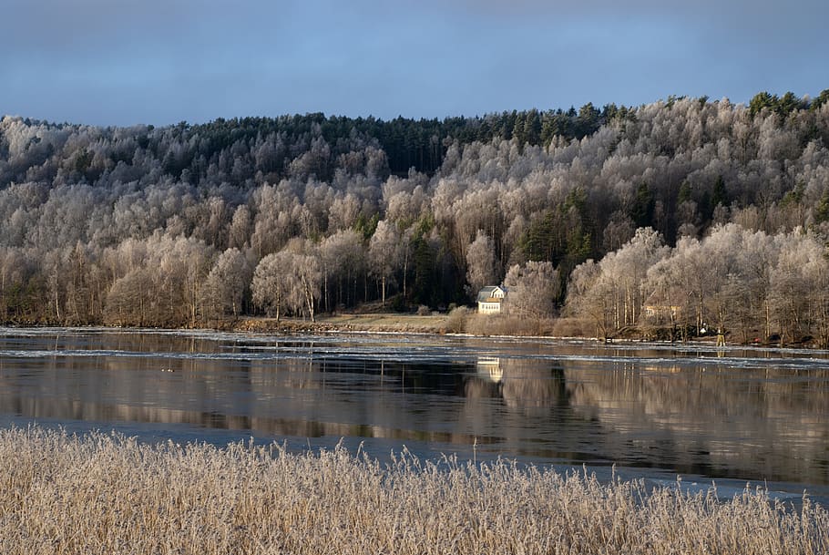 river, winter, reed, ice, forest, frost, tree, plant, water HD wallpaper