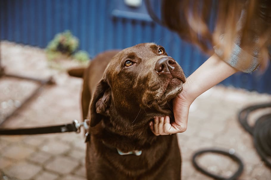 Chocolate Lab Dog Photo, Dogs, Animals, Pets, canine, mammal HD wallpaper