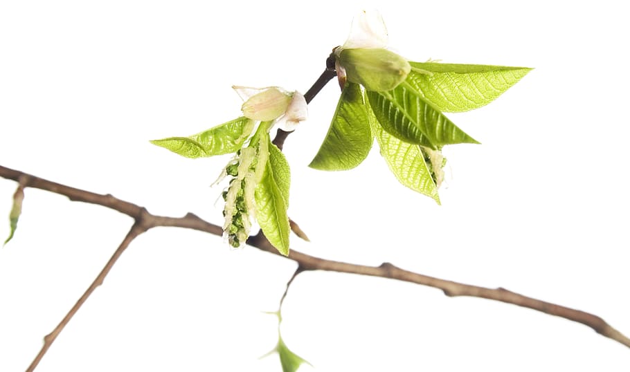 branch, tree, leaf, green, white, plant, isolated, growth, nature HD wallpaper
