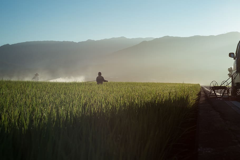 Person in Green Grass Field, cropland, crops, daylight, environment HD wallpaper