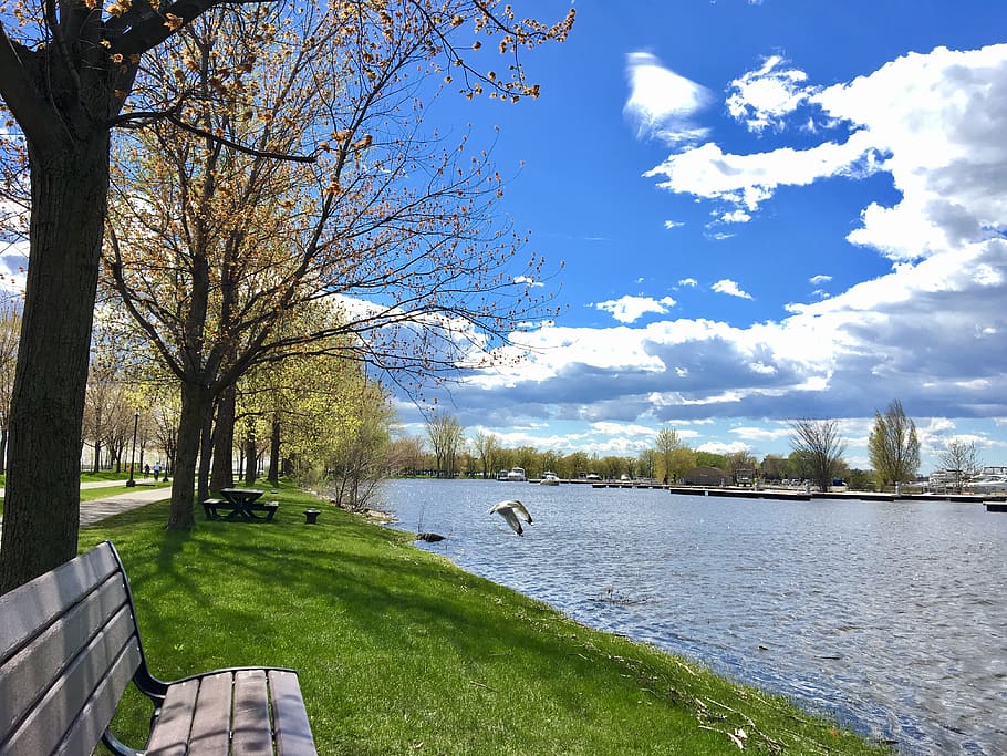 lachine, canada, montreal, threes, sunny, montrel, bird, bench HD wallpaper