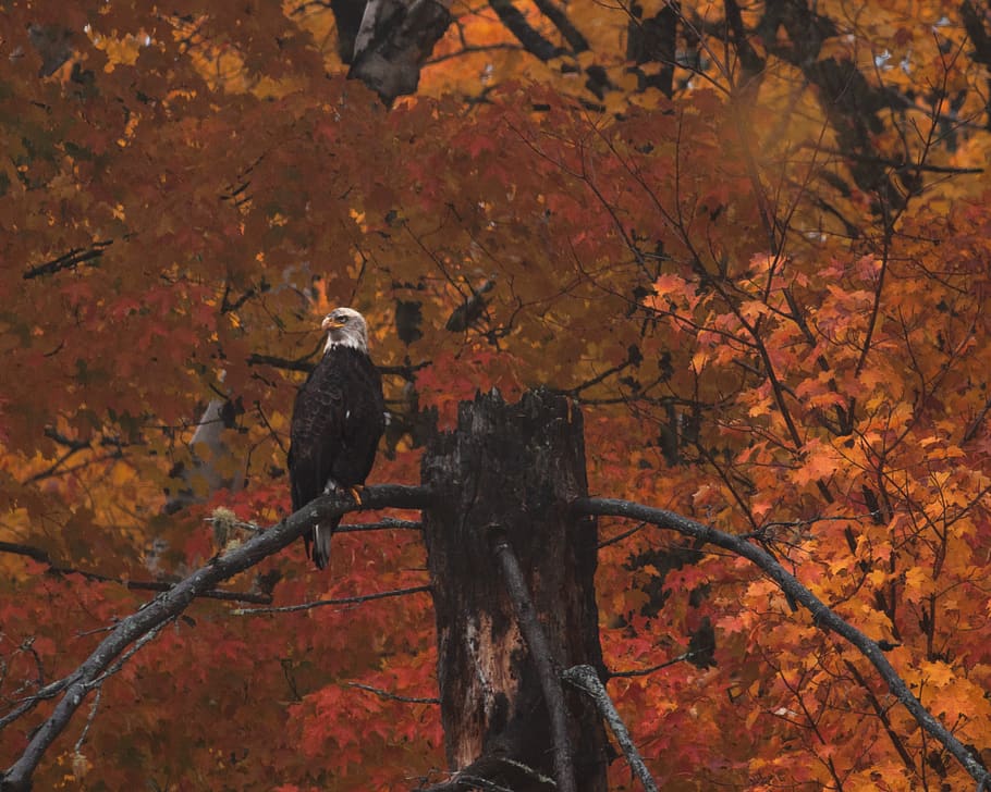 eagle perched on tree, brown, crow, bird, animal, walking, leisure activities, HD wallpaper