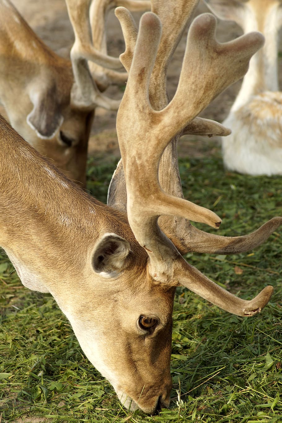 roe deer, hirsch, forest, antler, wild animal, nature, animal themes HD wallpaper