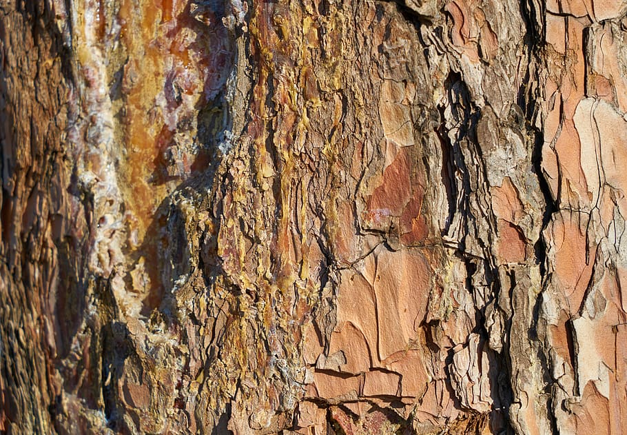 tree, shell, body, natural, wood, wood-fibre boards, wall, ground HD wallpaper