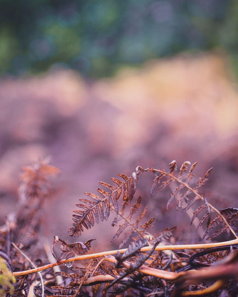plant, nature, selective focus, day, no people, growth, focus on foreground HD wallpaper