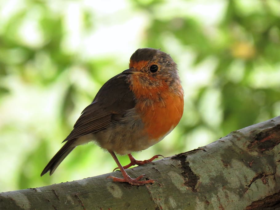 bird, ave, nature, dom, animal, animal themes, one animal, vertebrate HD wallpaper