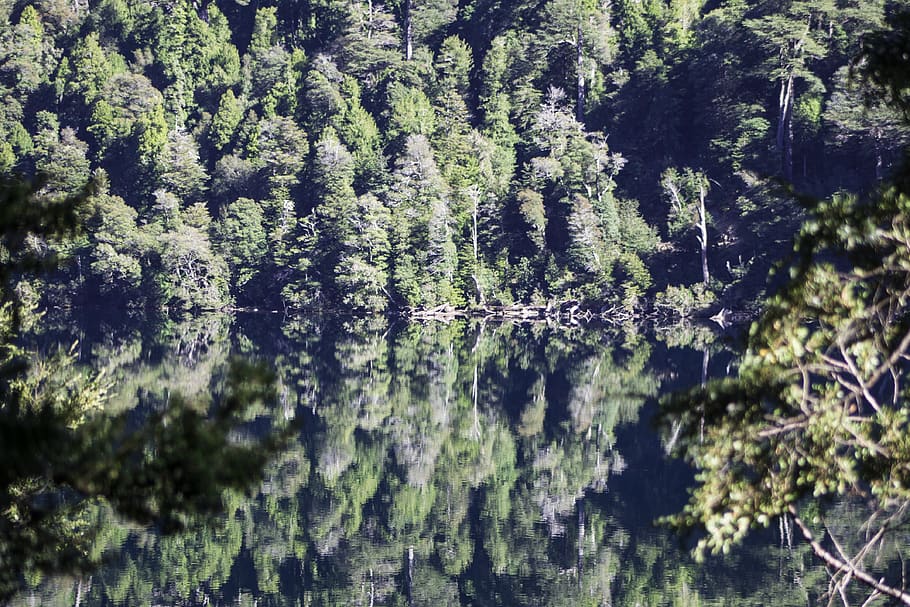 chile, tree, plant, beauty in nature, forest, growth, tranquility HD wallpaper