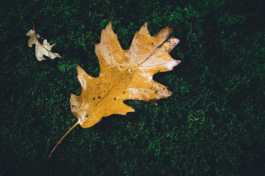 brown leaf on green grass, flora, plant, maple leaf, animal, iguana HD wallpaper