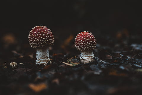 two red mushrooms, plant, fungus, agaric, amanita, photo, photography HD wallpaper