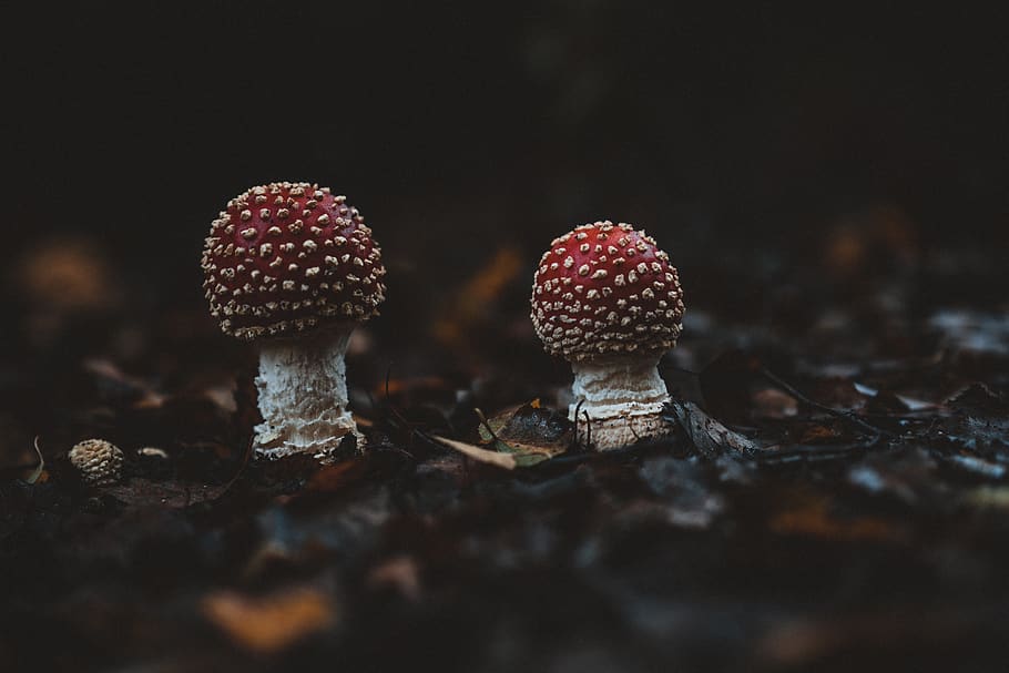 two red mushrooms, plant, fungus, agaric, amanita, photo, photography HD wallpaper