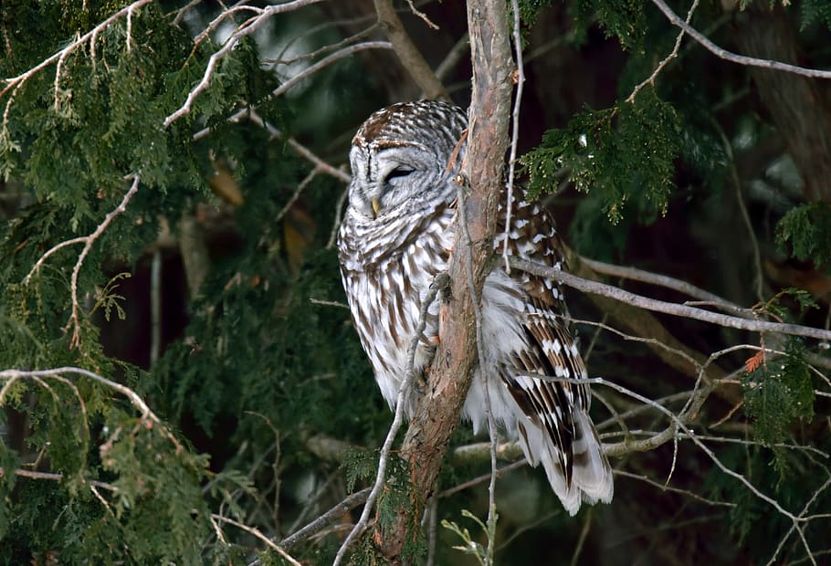 bird, owl, barred, wild, nature, outdoors, animal wildlife, HD wallpaper