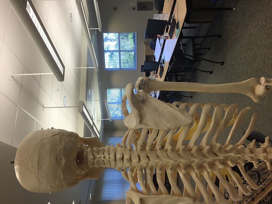 A skeleton in a classroom., indoors, no people, still life, domestic room HD wallpaper