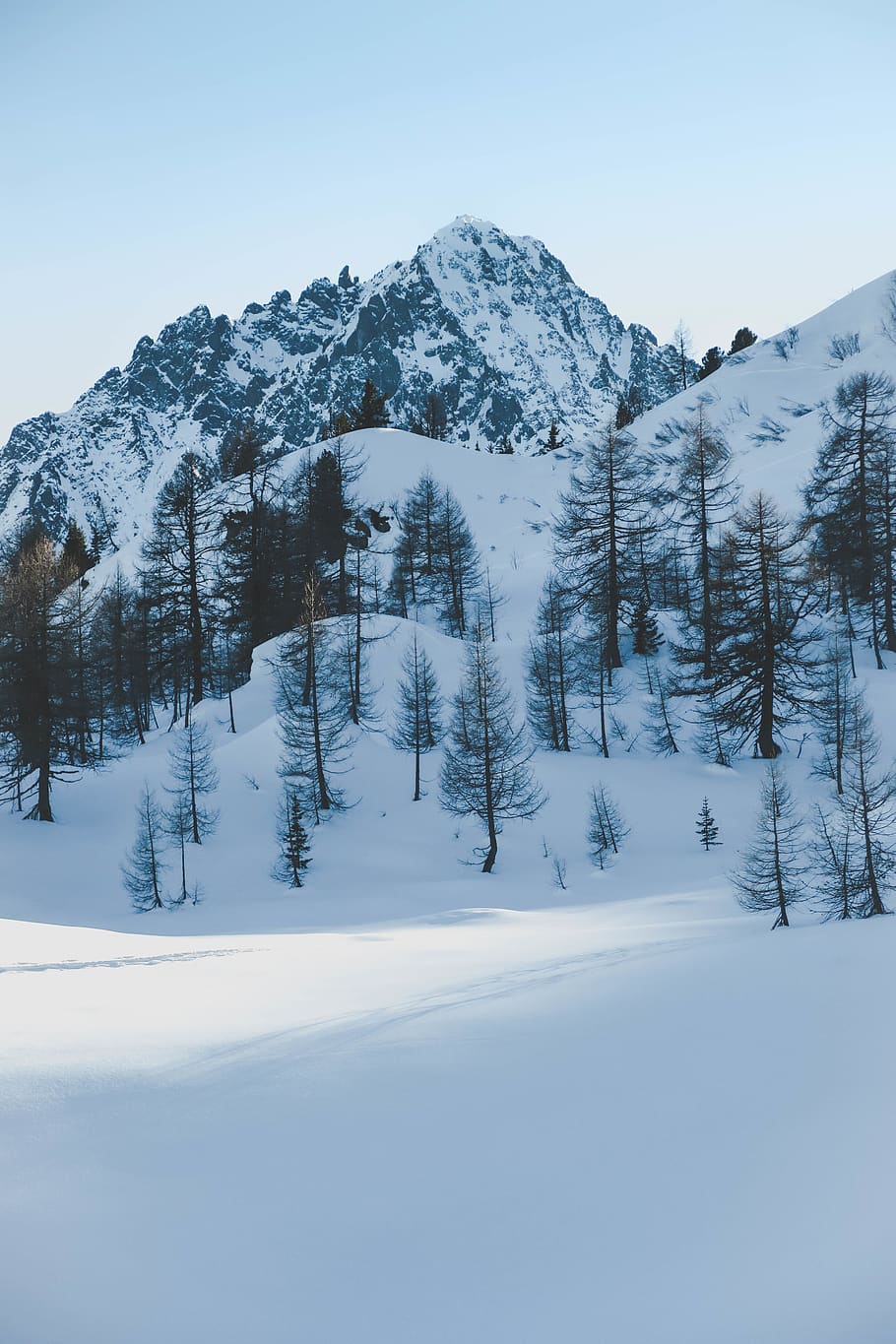 snow covered trees and mountain, nature, outdoors, plant, abies HD wallpaper