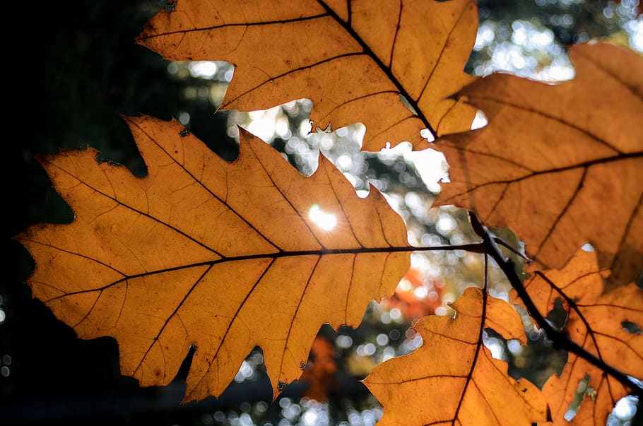 leaf, autumn, sunlight, plant part, tree, nature, no people HD wallpaper