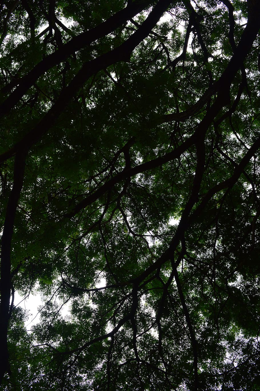 tree, garden, sky, plant, growth, beauty in nature, forest HD wallpaper