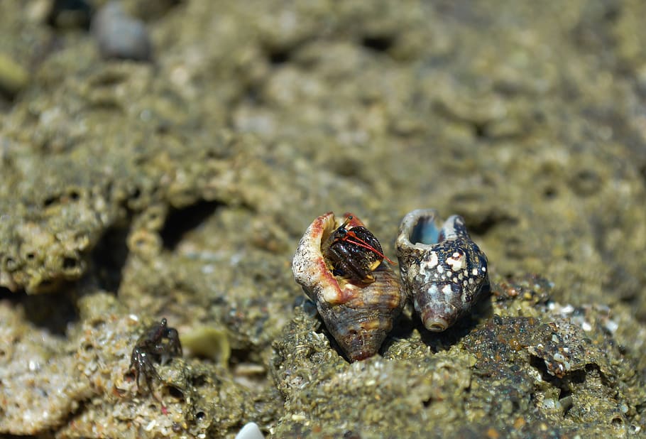 shellfish, seaside, hermit crabs, seashore, water, rocks, animal HD wallpaper