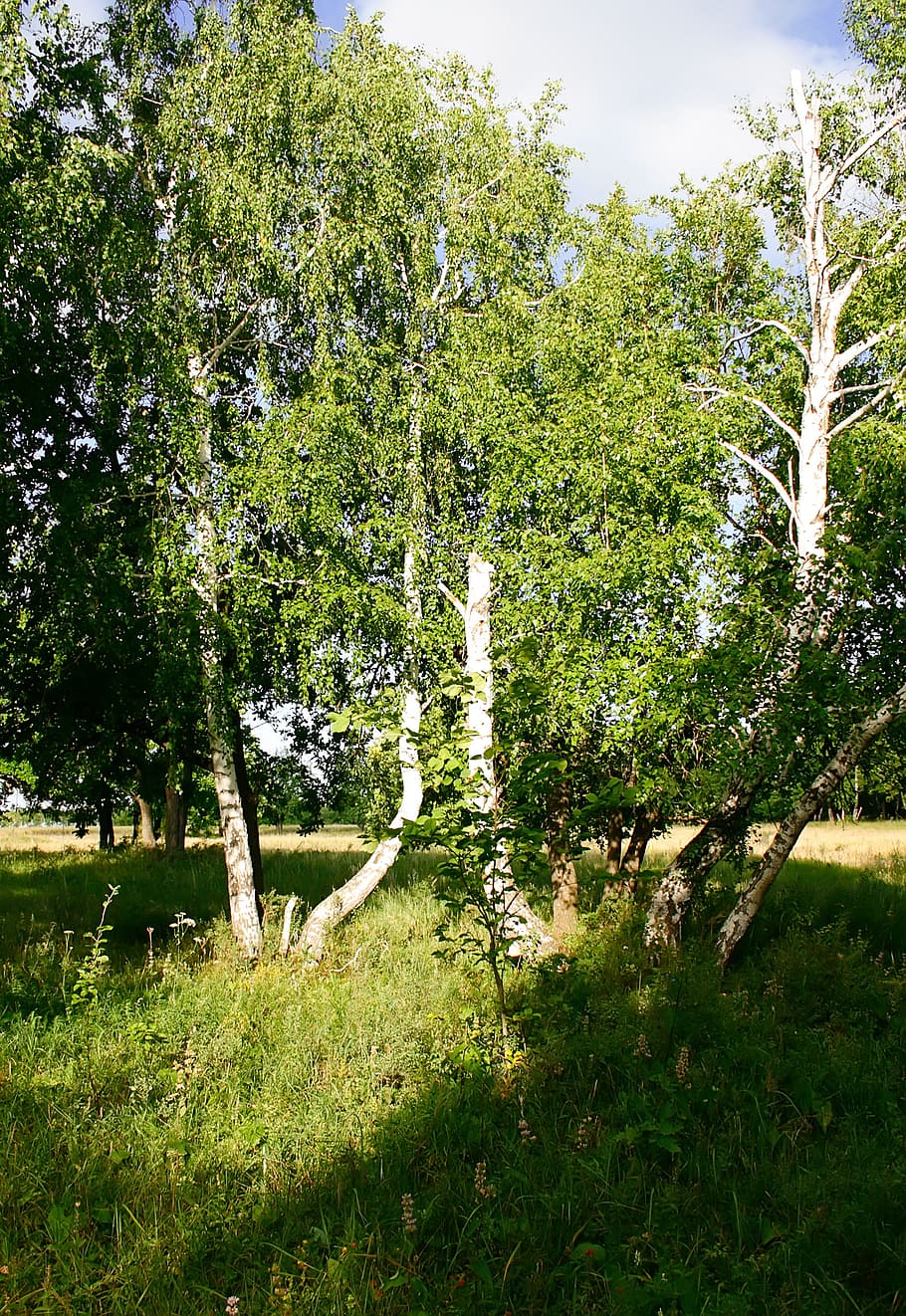 forest, green, high, landscape, nature, outdoor, scene, season HD wallpaper
