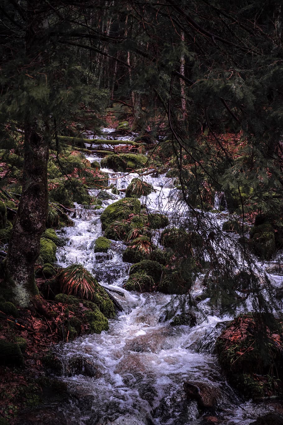 green trees and driver, nature, water, outdoors, creek, stream HD wallpaper