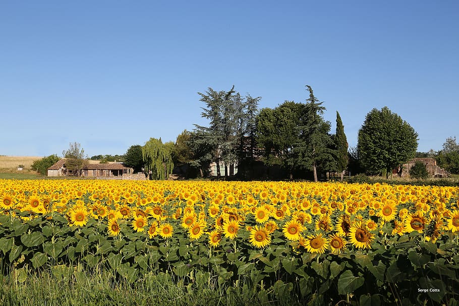 landscape, fields, sunflower, plant, growth, flowering plant HD wallpaper