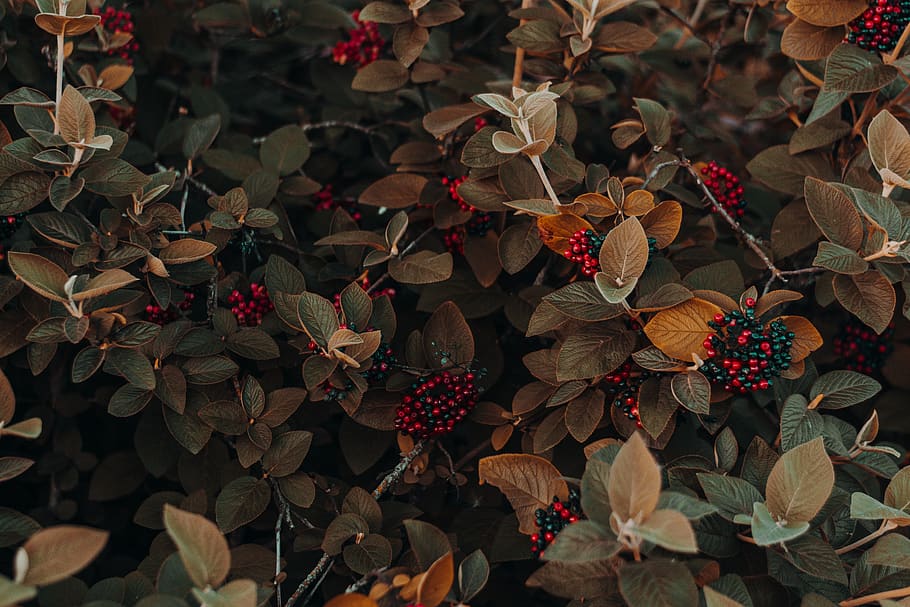 green plant, plant part, leaf, full frame, nature, no people HD wallpaper