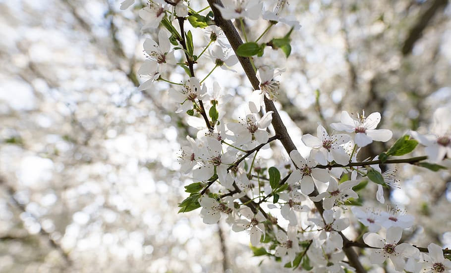 flower, bloom, blossom, white, tree, plant, nature, bokeh, blur HD wallpaper