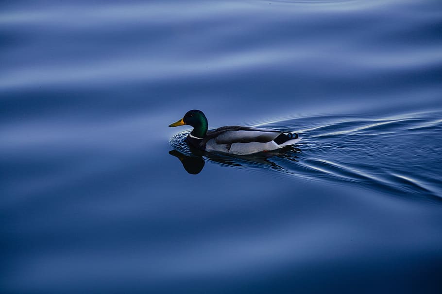 Green Mallard Duck in Water, animal, bird, animal wildlife, animals in the wild HD wallpaper