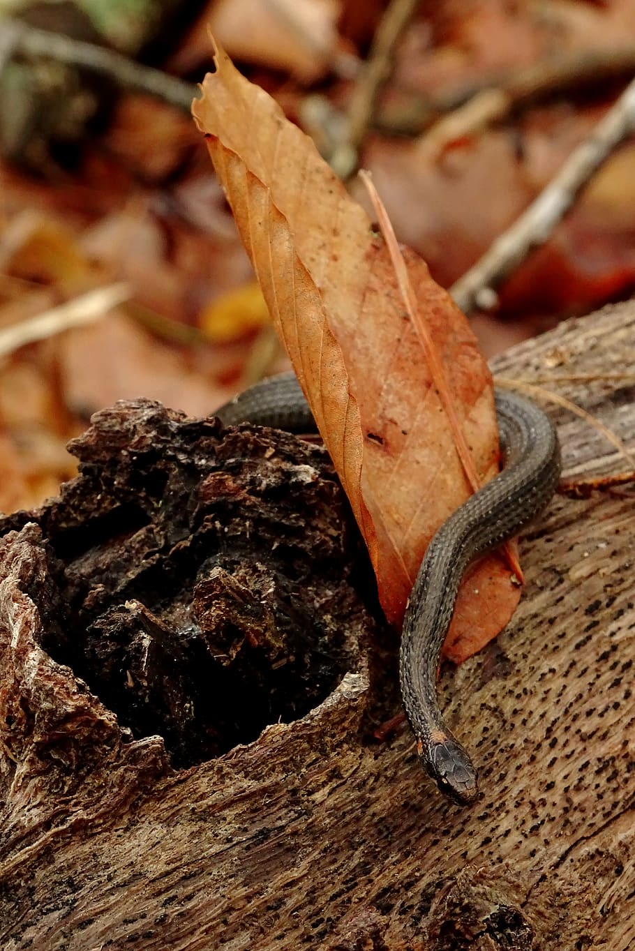 black snake, animal wildlife, animals in the wild, animal themes HD wallpaper