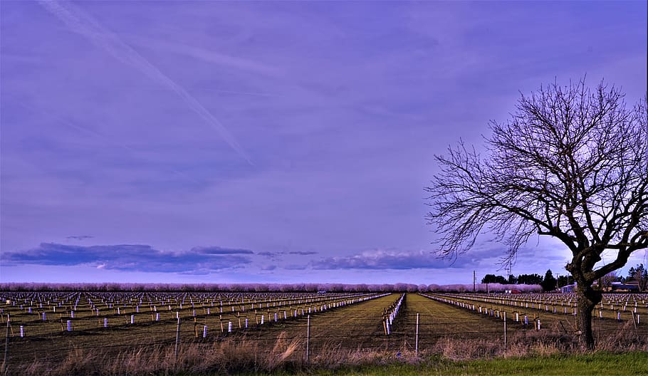 trees, orchard, open country, sky, landscape, cloud - sky, scenics - nature HD wallpaper