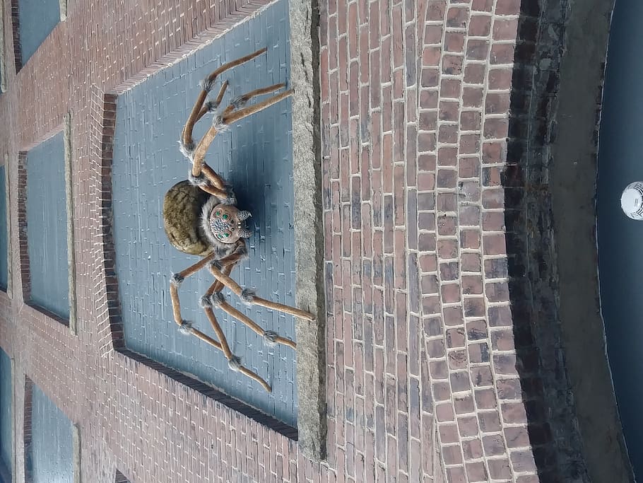 spider, arachnid, invertebrate, animal, south carolina state museum 514 williams st, HD wallpaper