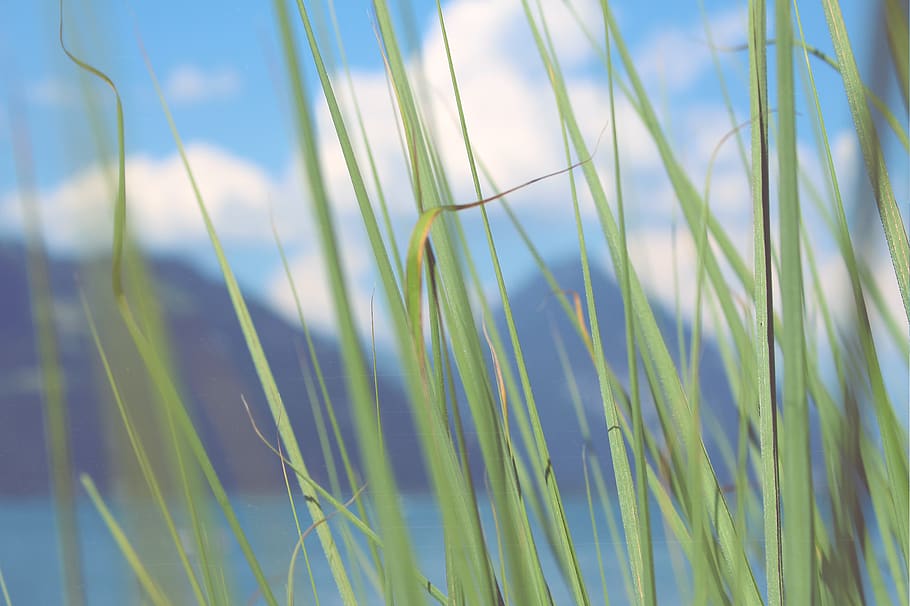 mountain, cloud, sky, gra, plant, growth, grass, green color HD wallpaper