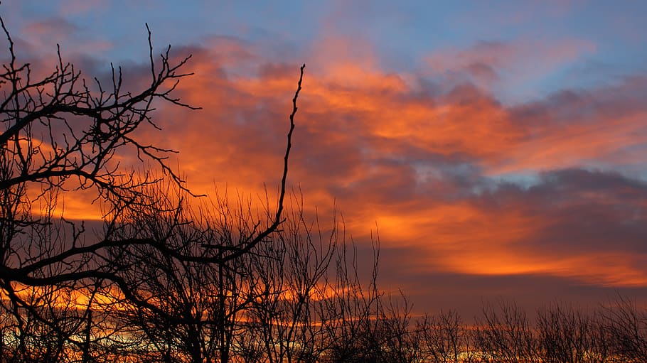 Leafless Tree, backlit, clouds, dawn, nature, sky, trees, sunset HD wallpaper