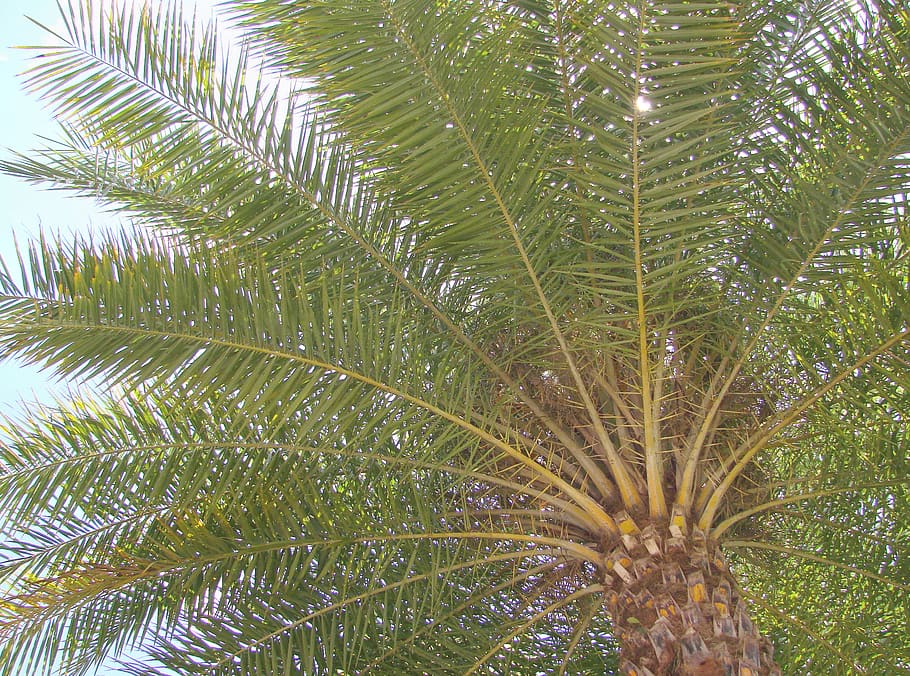 florida, tropical, tree, palm, palm tree, plant, growth, leaf HD wallpaper