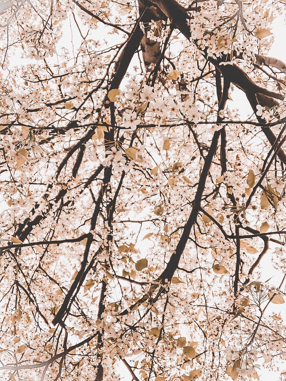 pink cherry blossom tree, branch, plant, low angle view, flowering plant HD wallpaper