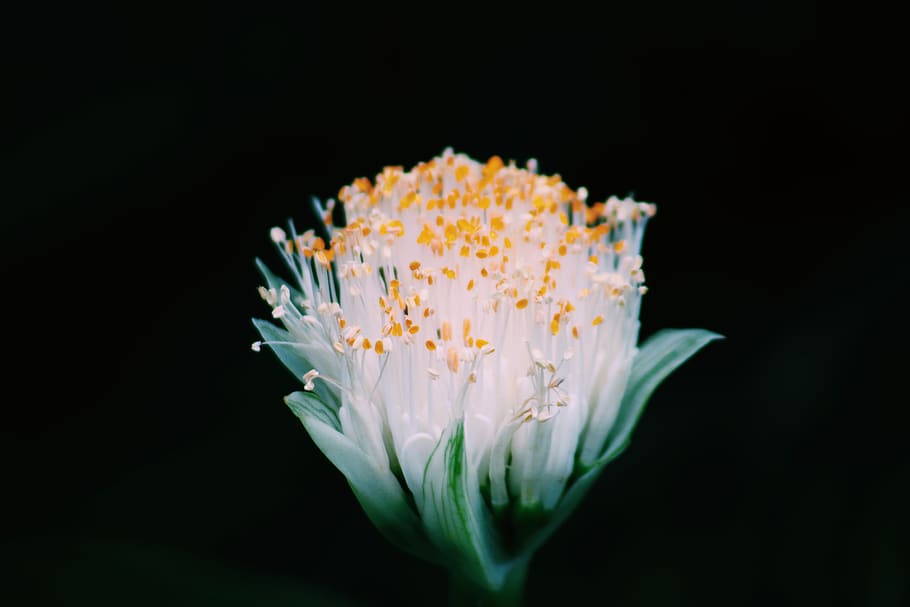 white flower, plant, pollen, blossom, backgrounds, hd backgrounds HD wallpaper