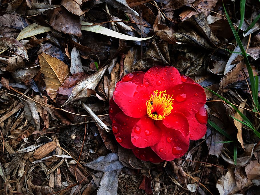 camellia, leaf, flower, red, plant, fragility, freshness, beauty in nature HD wallpaper