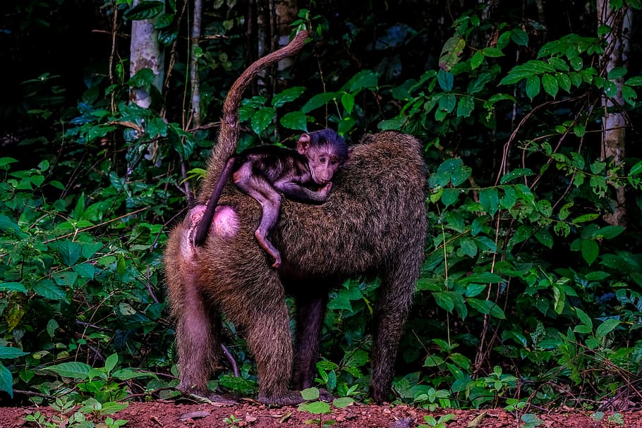 baboon under tree, wildlife, animal, mammal, monkey, lemur, possum HD wallpaper