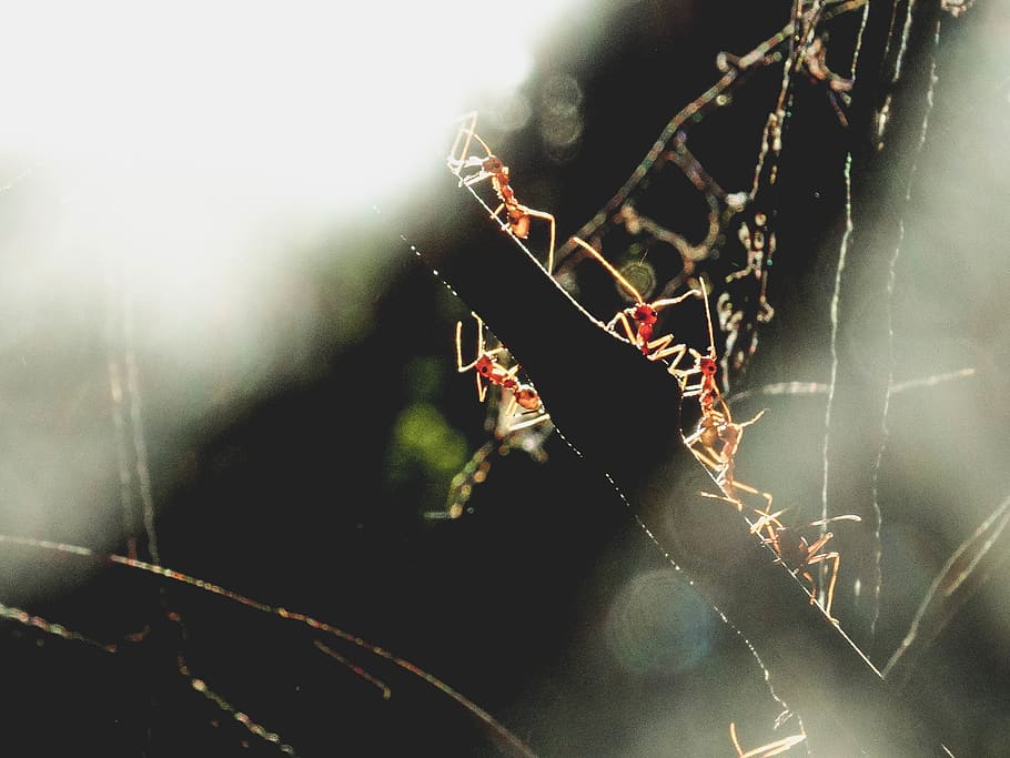 thailand, yaring district, animal themes, insect, animal wildlife HD wallpaper