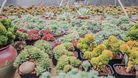 assorted plants inside green garden, outdoors, pineapple, food HD wallpaper