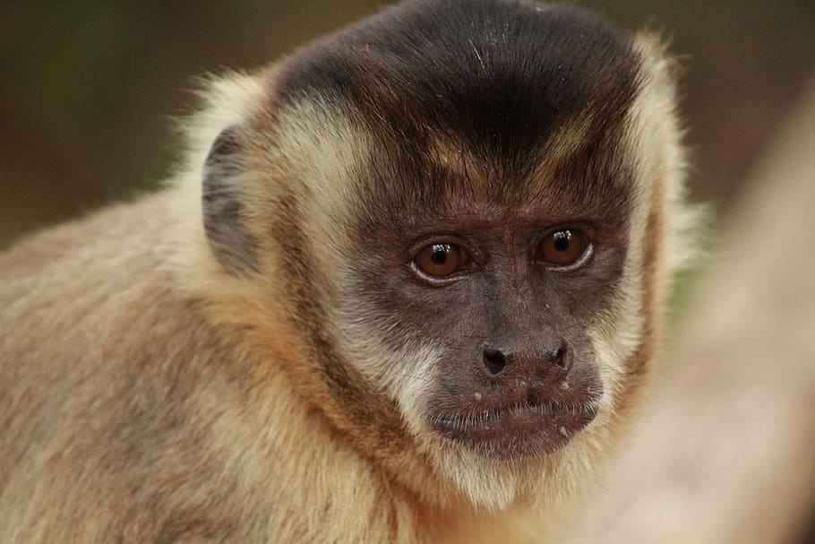 the capuchin monkey, primates, nature, eyes, wild, mammal, one animal, HD wallpaper