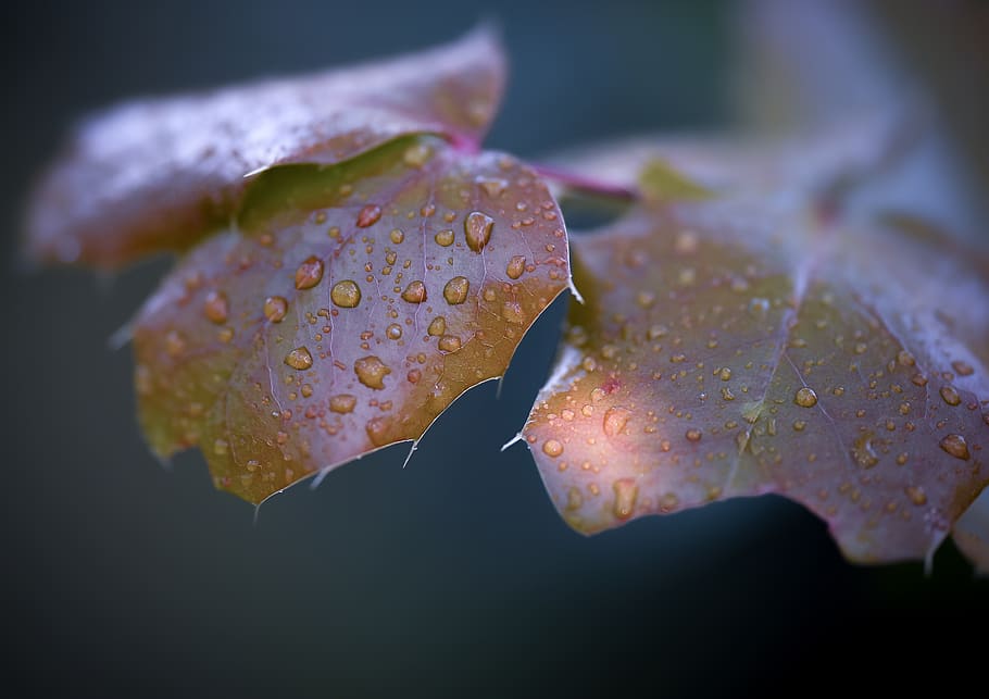 autumn, sonbahar, macro, soft ptr, bitki, leaf, nature, doğal HD wallpaper