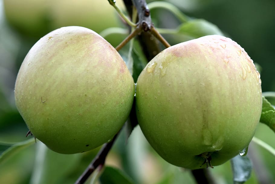 apples, green, fruit, fresh, leaves, food and drink, freshness HD wallpaper