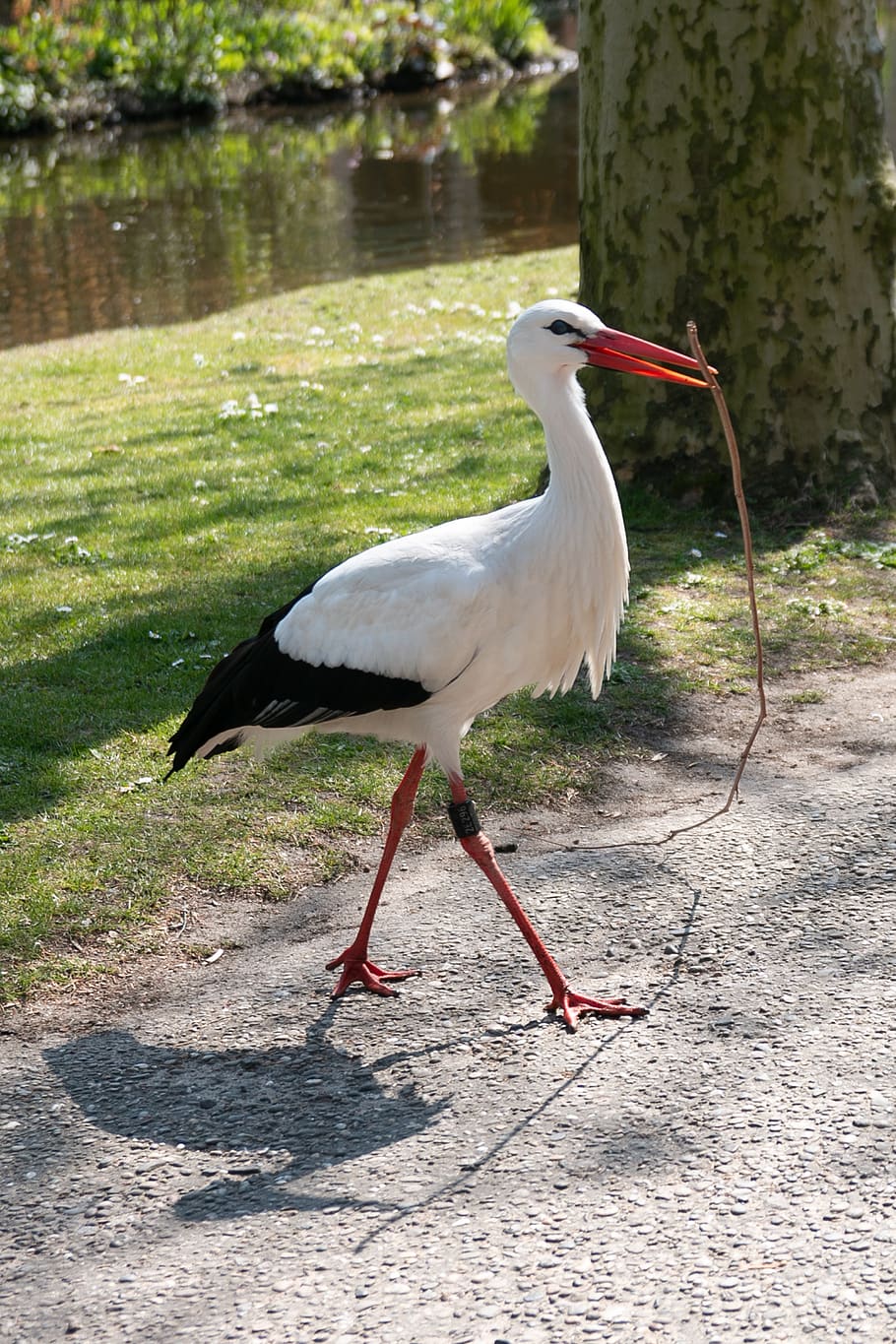 stork, nest building, spring, branch, bird, animal world, nature HD wallpaper